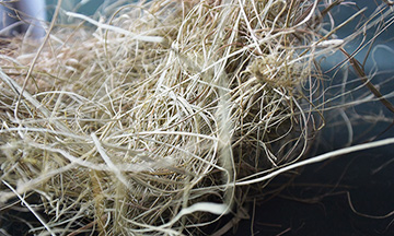Vegetale fibre for padding