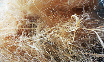 Capecchio per imbottiture
