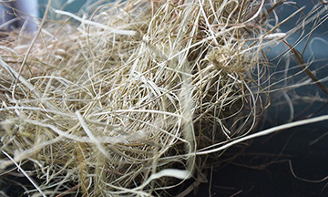 Vegetale per imbottiture