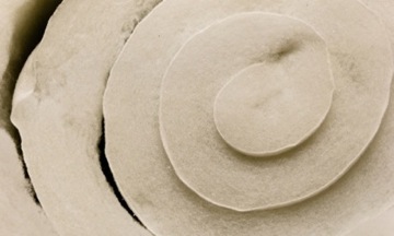 Rotoli